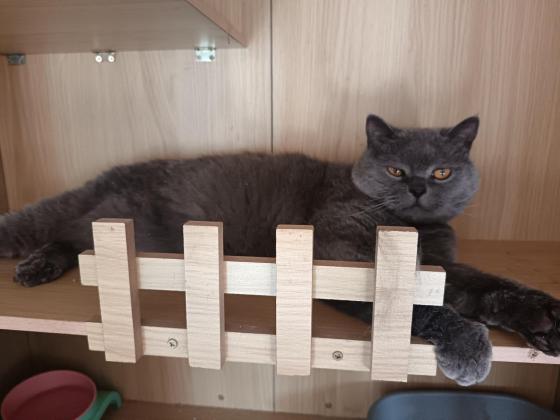 猫咪·蓝猫·大哥