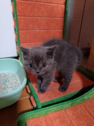猫咪·蓝猫·无名
