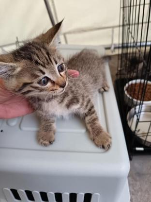 猫咪·狸花·无名