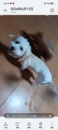 狗狗·泰迪熊·嘟嘟