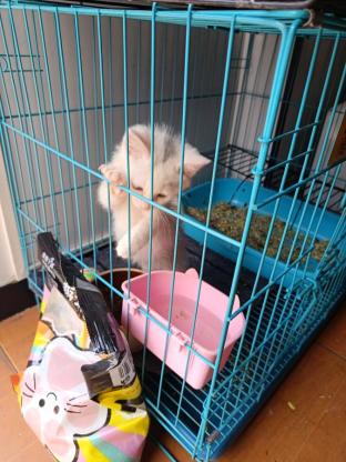 猫咪·奶牛猫·白芷