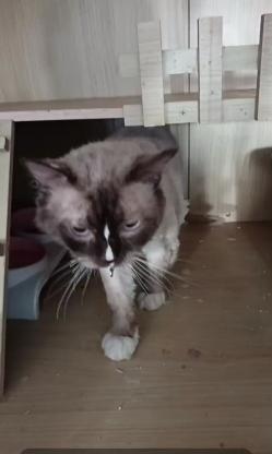 猫咪·重点色布偶·绵绵