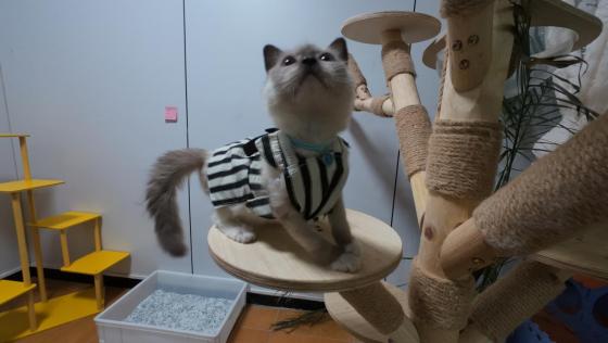猫咪·布偶·瑞贝卡
