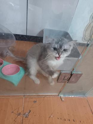 猫咪·长毛银渐层·胖子