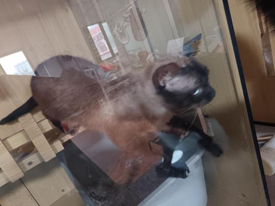 猫咪·暹罗猫·无名