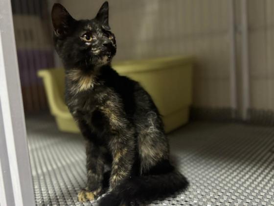 猫咪·串串·玳瑁妹妹