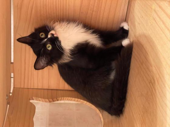 猫咪·奶牛猫·等你来取