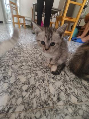 猫咪·虎斑串·宠物猫领养