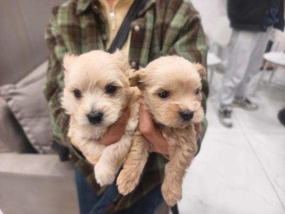 狗狗·泰迪串·小奶狗