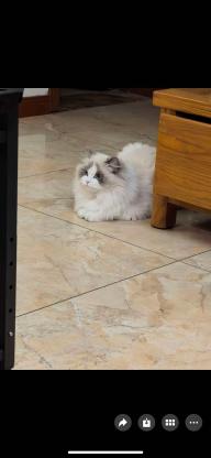 猫咪·布偶·无
