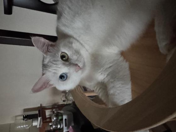 猫咪·田园猫·米乐