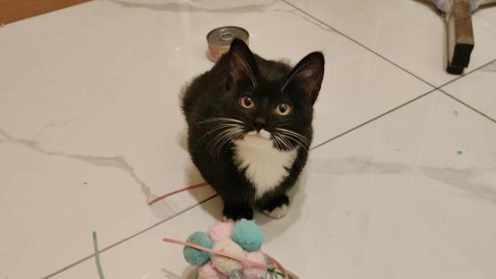 猫咪·田园猫·波比