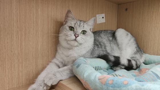 猫咪·金渐层·未取名