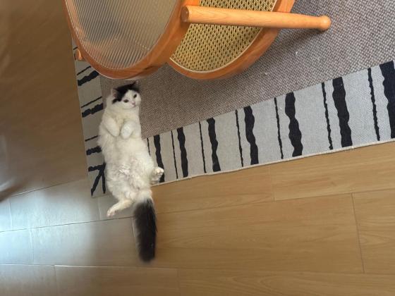 猫咪·高地英国长毛猫·喜仔