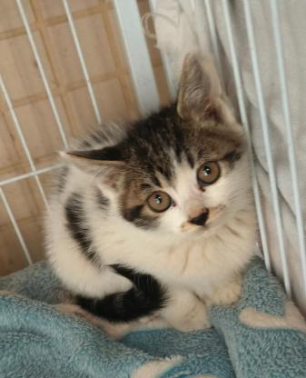 猫咪·田园猫·朵朵