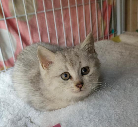 猫咪·银渐层·凤妹