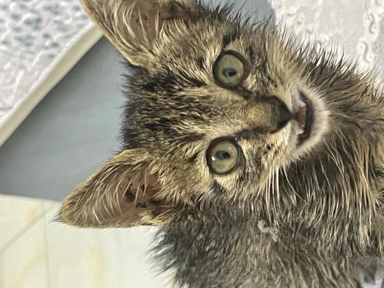 猫咪·田园·小鼻嘎