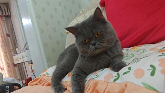 猫咪·蓝猫·多肉