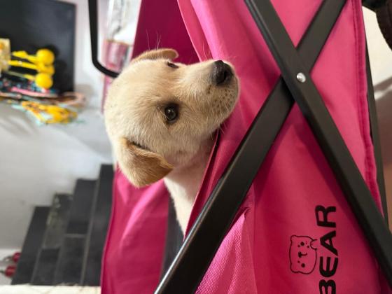 狗狗·未知·无名