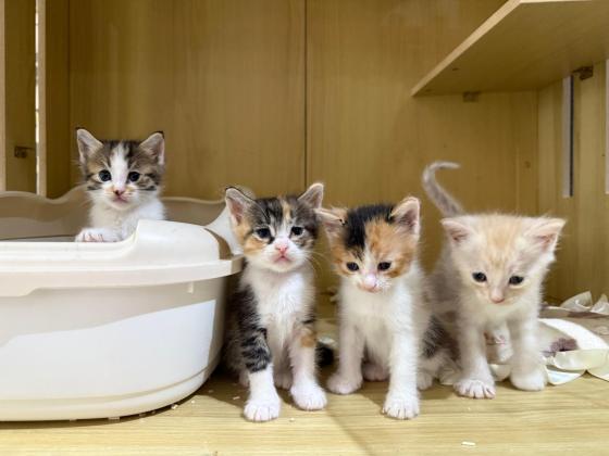 猫咪·田园猫，三花·无名