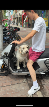 狗狗·拉布拉多·不知道