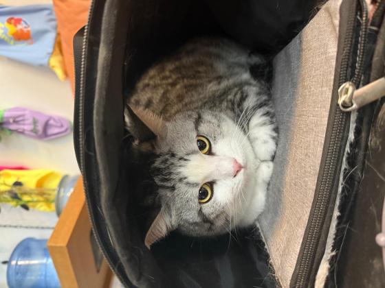 猫咪·起司·绵绵