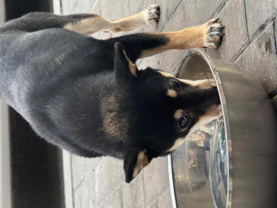 狗狗·柴犬·大漂亮