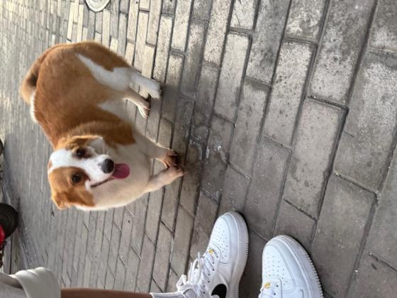 狗狗·柯基·小尾巴