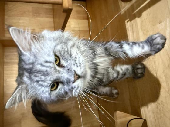 猫咪·缅因·山楂条