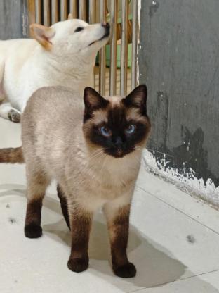 猫咪·暹罗·煤球球