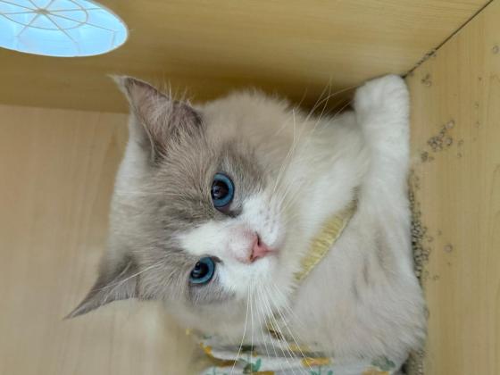 猫咪·布偶·可乐