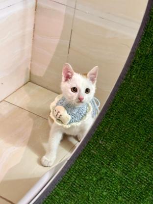 猫咪·中华田园猫·小奶橘