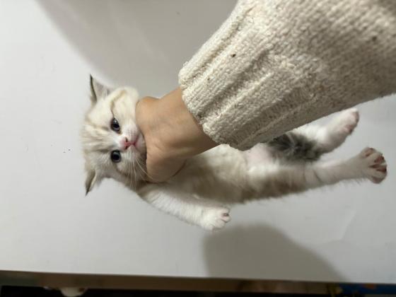 猫咪·蓝金虎斑·三三