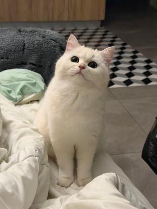 猫咪·银渐成 银白·跳跳。坦克