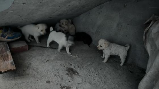 狗狗·土狗串串·狗狗