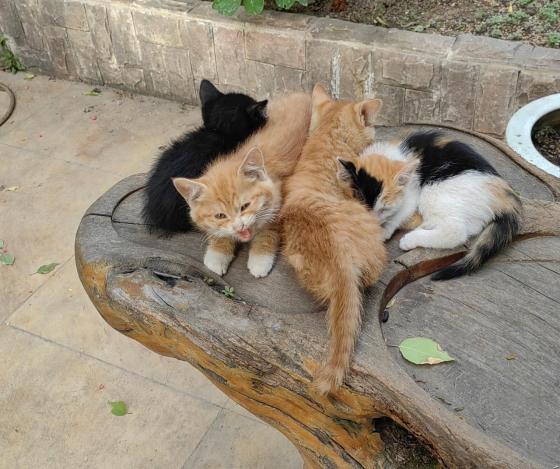 猫咪·三花·咪咪
