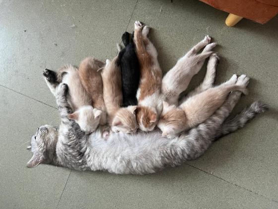 猫咪·中华田园猫·小猫崽