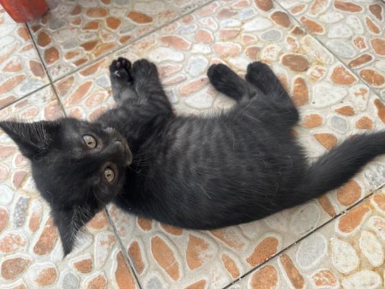 猫咪·美短，串串·虎妞，黑娃儿