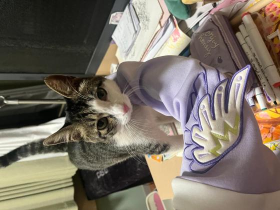 猫咪·狸花猫或简州猫·不知道