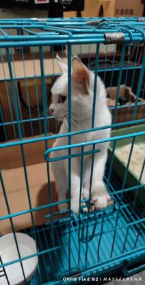 猫咪·未知·无