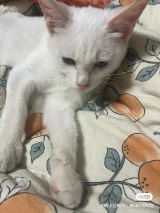 猫咪·串串·小白