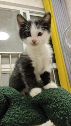 猫咪·中华田园猫·未取