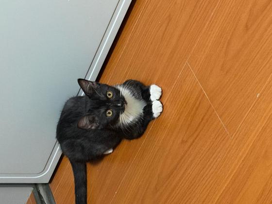 猫咪·奶牛·小黑娃