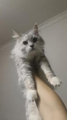 猫咪·缅因，布偶·小紫，灰灰