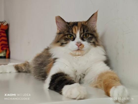 猫咪·田园猫·菲菲