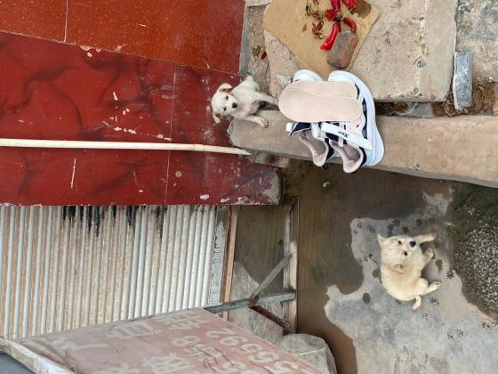 狗狗·不知道·土狗