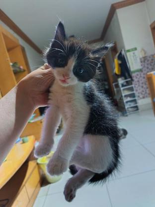 猫咪·奶牛·奶牛