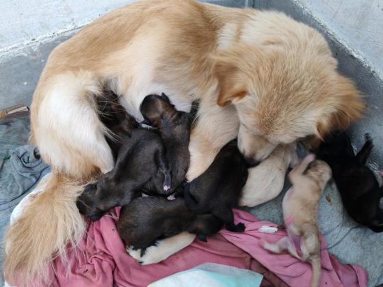 狗狗·土狗·小黑狗