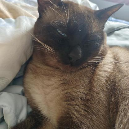 猫咪·暹罗·麒麟