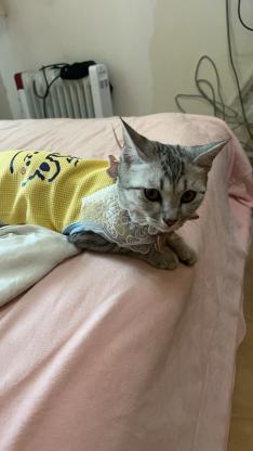 猫咪·银渐层·球球